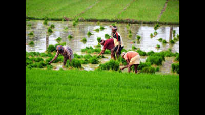 Haryana farmers owe Rs 7,700 crore to coop, mortgage banks