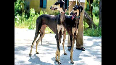 Tamil Nadu: Love desi dogs? Pick up native Kanni pups soon