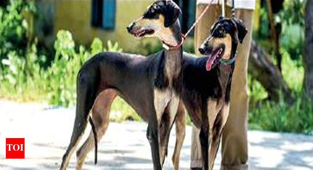 Tamil Nadu Love desi dogs? Pick up native Kanni pups soon Chennai