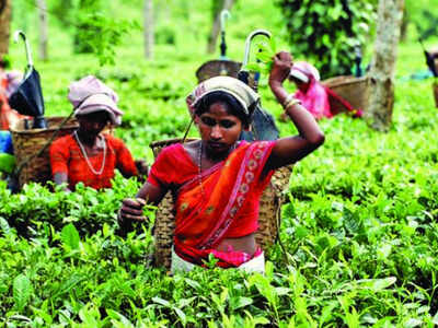 Aasaa On Stir Path To Hike Tea Garden Workers Wages Guwahati News Times Of India