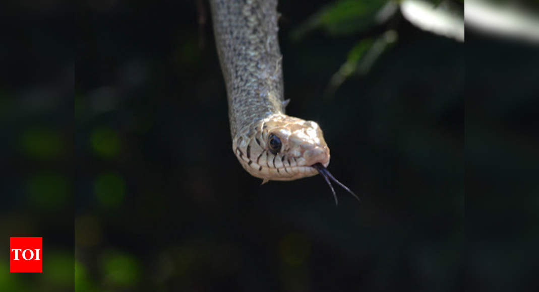 Five-foot long rat snake rescued from NCERT campus in Delhi | Delhi ...