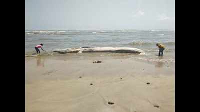 Gujarat: 37-feet Baleen whale carcass washes ashore in Kodinar