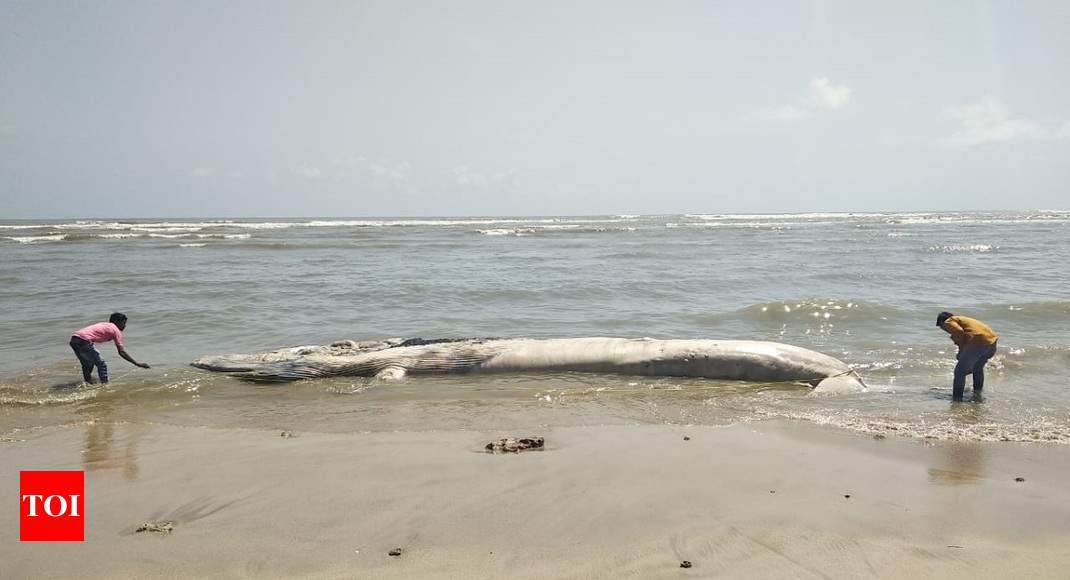 Baleen whale: Gujarat: 37-feet Baleen whale carcass washes ashore in ...