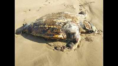 Rare leatherback turtle carcass found