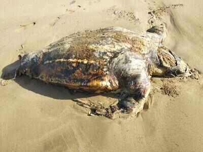 Rare leatherback turtle carcass found | Ahmedabad News - Times of India