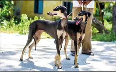 You may soon be able to adopt these rare desi dogs