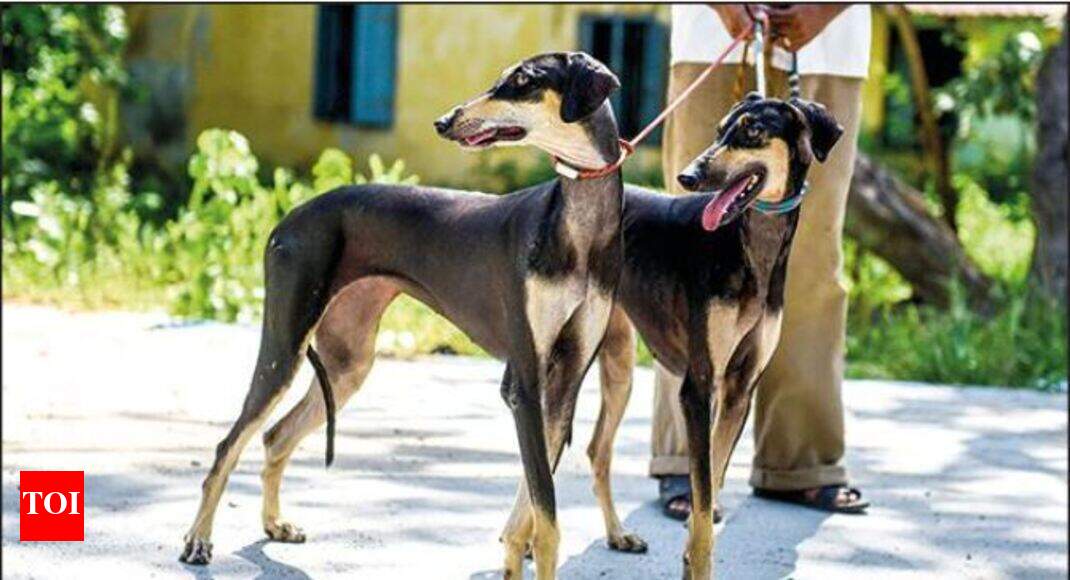 You may soon be able to adopt these rare desi dogs India News Times