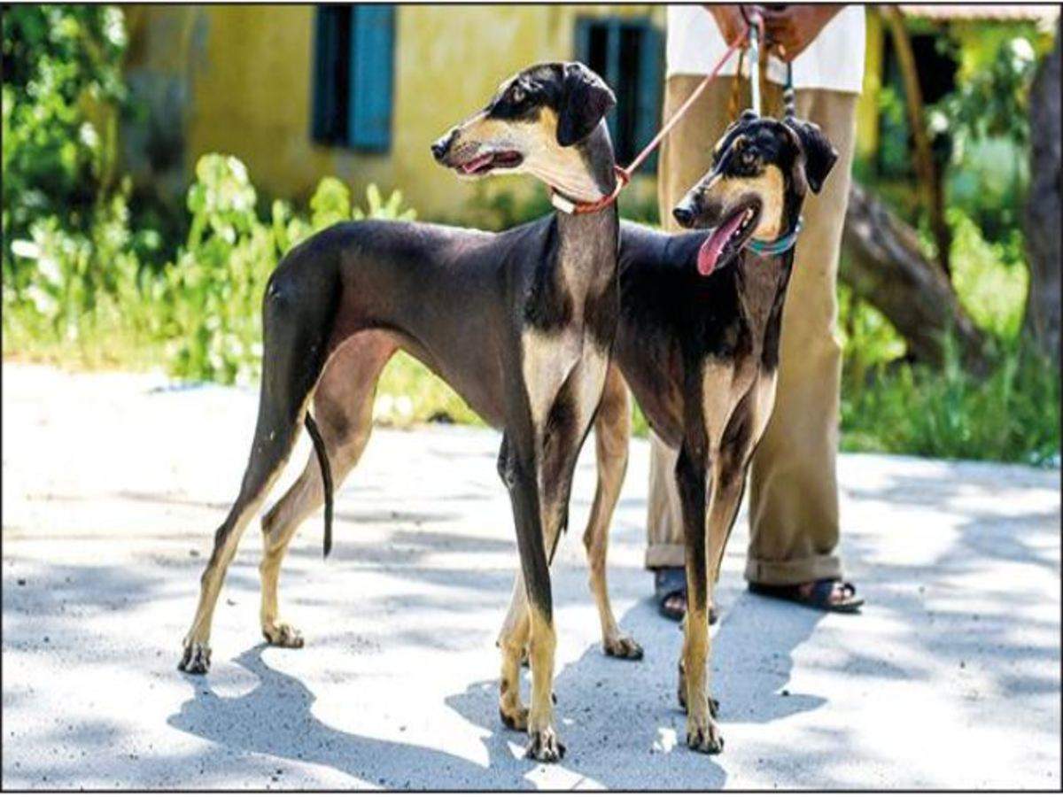 mudhol dog breed price