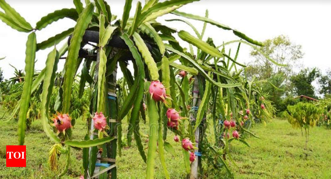 Farmers take up dragon fruit cultivation to juice up profits Rajkot