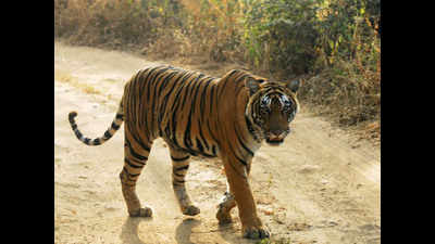 Protests erupt in Odisha after MP tigress Sundari kills woman