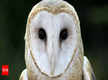 
Barn owl rescued from school building in Rudrapur
