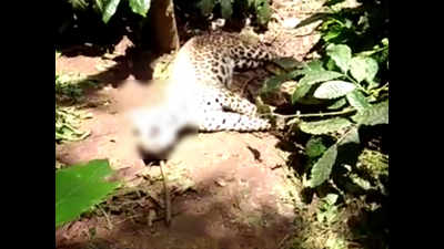 Mysuru: Leopard gets trapped in snare, dies