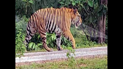 Tiger scare keeps students off school in Damoh district
