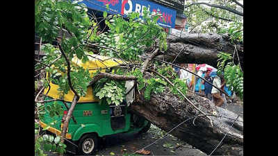 Tree fall in Malleswaram leaves two injured, several vehicles damaged