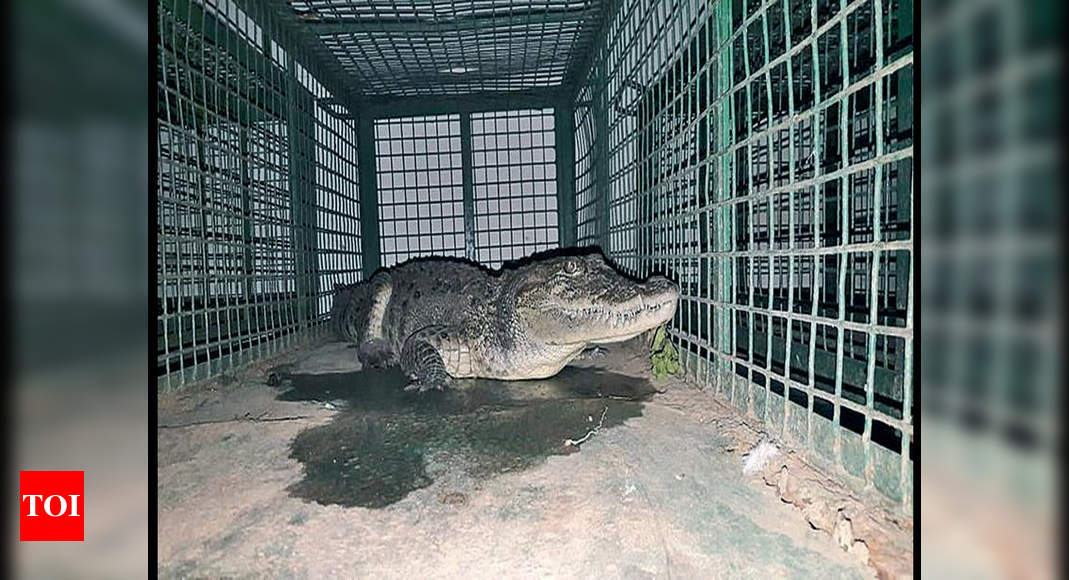 Four Foot Long Crocodile Rescued From Lalbaug Vadodara News Times Of India 3210