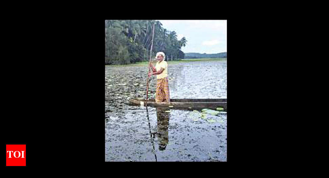 golden lotus farm rep golden lotus farm rep