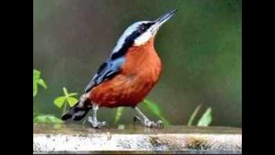 Bird lovers to gather to spot rare species