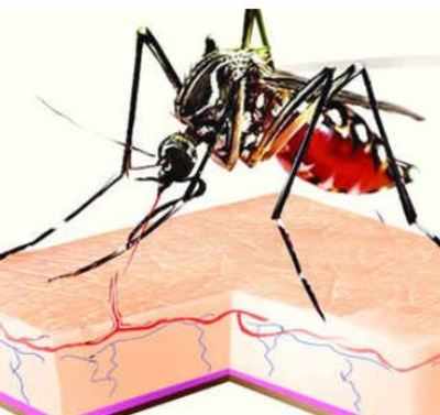 Dengue and swine flu rearing up in Ahmedabad