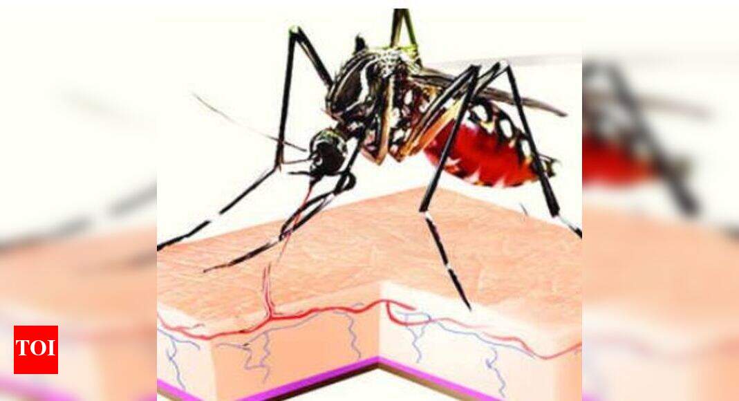 Dengue and swine flu rearing up in Ahmedabad | Ahmedabad News - Times ...