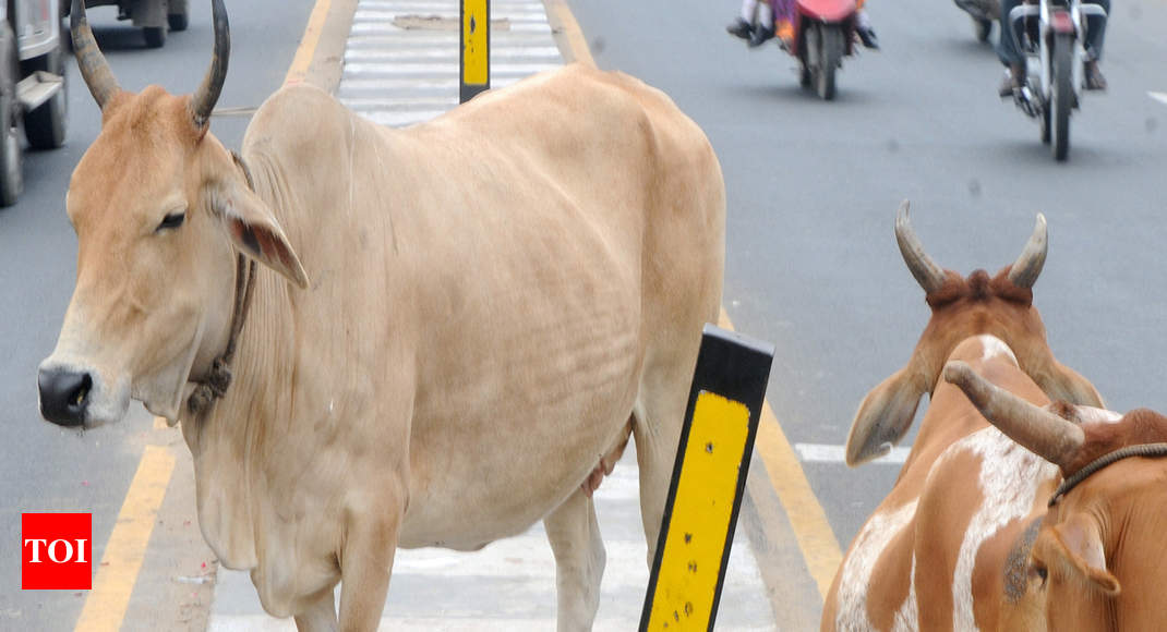 chennai-cattle-tamil-nadu-to-take-up-first-tech-aided-livestock-census-chennai-news-times