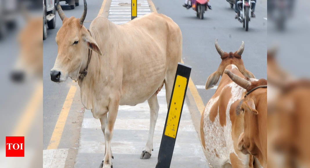 livestock-meaning-in-hindi-livestock-ka-kya-matlab-hota-hai-spoken