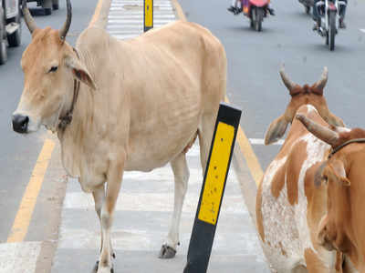Tamil Nadu to take up first tech-aided livestock census | Chennai News -  Times of India
