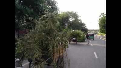 Even pruning of trees will require forest department’s nod
