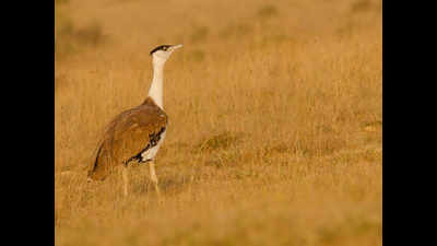Only 150 Great Indian Bustards left in India