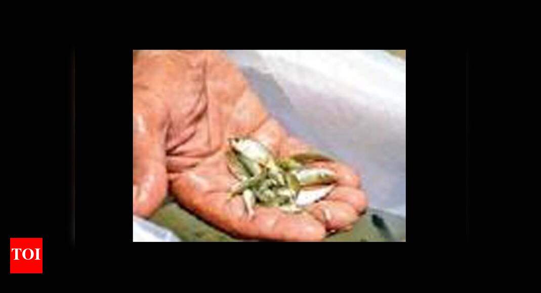 Molasses leak 30 fish species wiped out from Beas, 27 not likely to