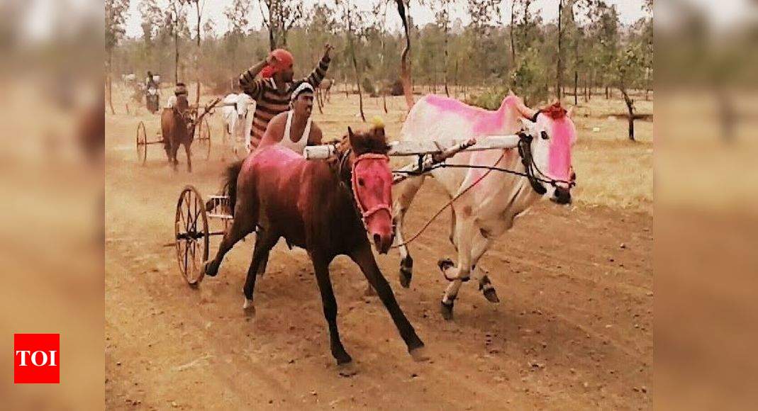 Making bulls & horses race together is extreme torture | Bengaluru News -  Times of India