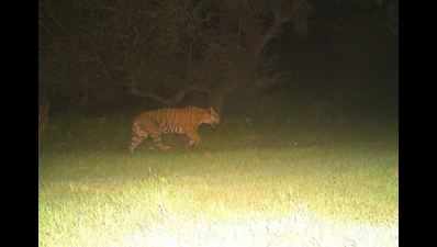 Attempt to trap elusive tigress of Assam's Borobazar starts