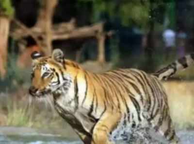 Tiger, lion safari to start in Hampi from November | Bengaluru News ...