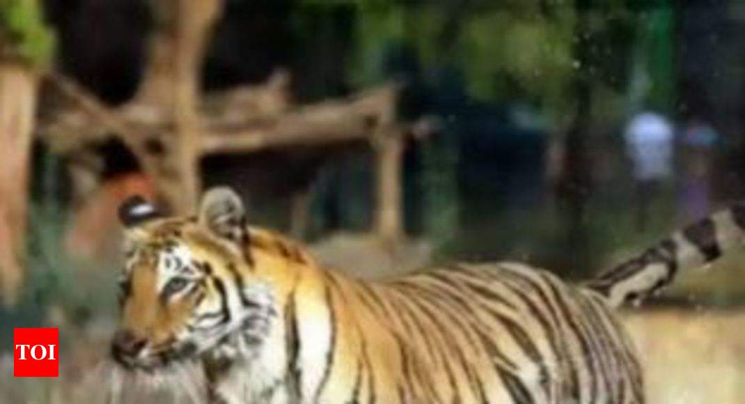 Tiger, Lion Safari To Start In Hampi From November 