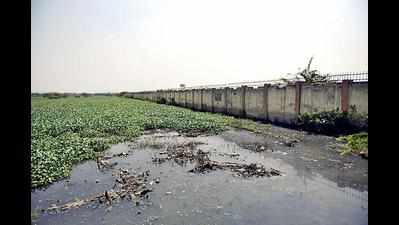 Six marshes around Surajpur wetland fall prey to pollution, trash dumping