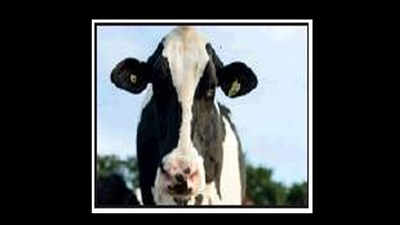 Yogi government to launch Akhilesh’s cow milk plant soon