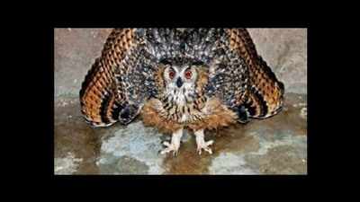 Chhatbir on alert after owls stolen from Bathinda zoo