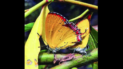 Assam’s ‘Dark Sapphire’ butterfly flutters its wings in Uttarakhand