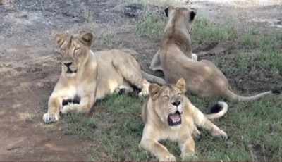 Shocking! 11 lions die in a span of few days in Gujarat’s Gir forest