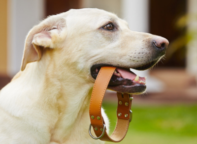 What you have to know before you put a collar on your pet dog