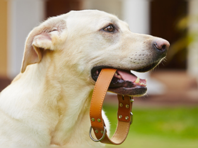 What you have to know before you put a collar on your pet dog - Times of  India
