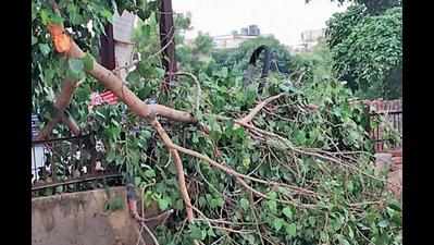 Greens to move NGT against tree cutting
