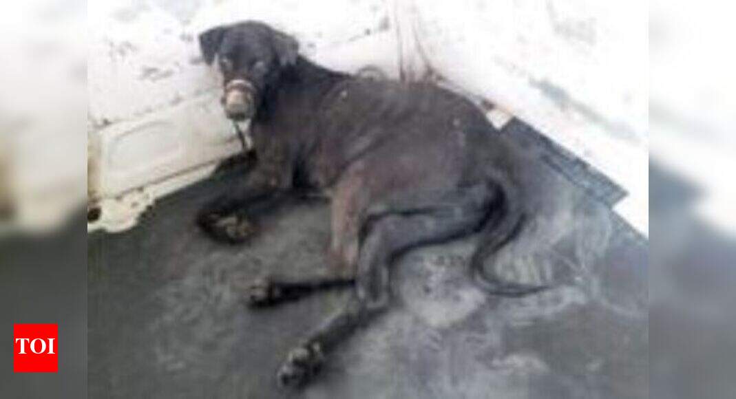 Dog stuck in drain in Ghansoli rescued Navi Mumbai News Times of India