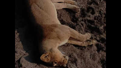 Every 5th lion death in Gir unnatural