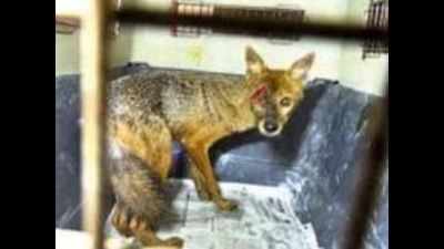 Jackal with eye wound rescued from Andheri
