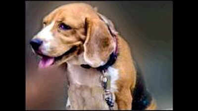 Man bludgeons beagle to spite wife after tiff