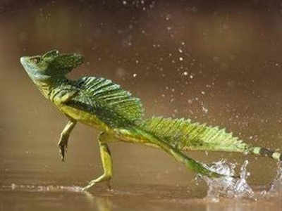 Robots may need lizard-like tails for 'off-road' travel: Study