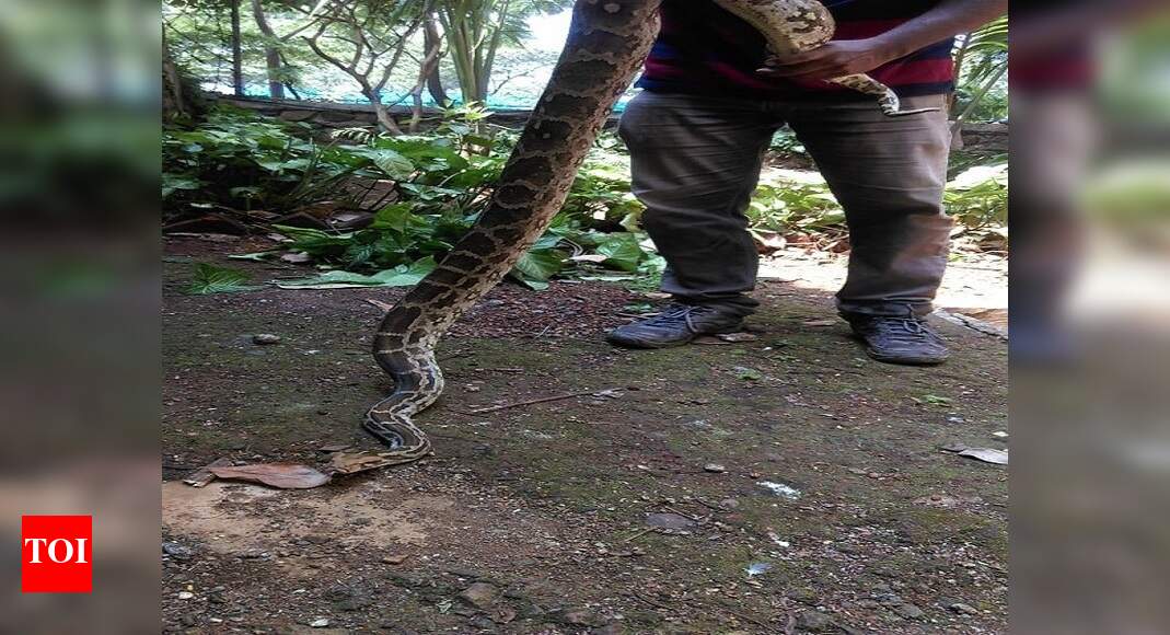 6.5 feet long python enters Thane residential complex | Thane News ...