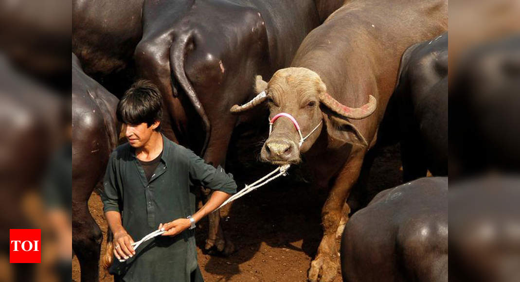 Cash-starved Imran Khan govt auctions 8 buffaloes kept by Nawaz Sharif at PM  House - Times of India