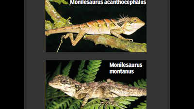 2 new Ghats lizard species identified