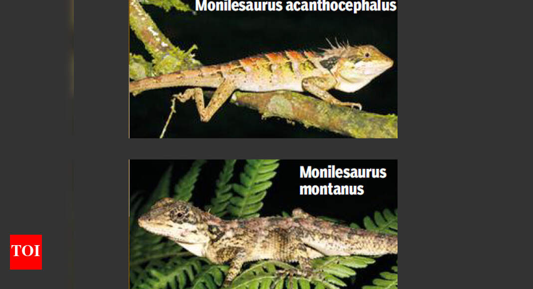 2 new Ghats lizard species identified Mumbai News Times of India
